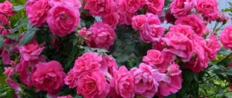 Розы серии Эксплорер: характеристика и примеры сортов