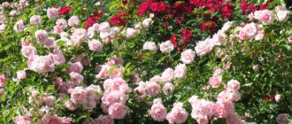 Парковые розы, посадка и уход в открытом грунте