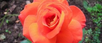 Роза «Лас Вегас» отличается эффектным ремонтантным цветением. Бутоны появляются на протяжении всего лета.