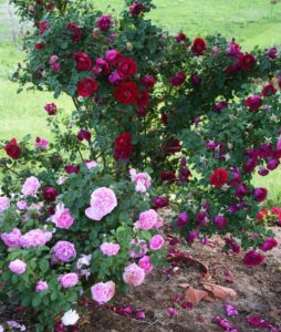 Лучшие соседи для сорта «Катбер Грант» - это другие розы.