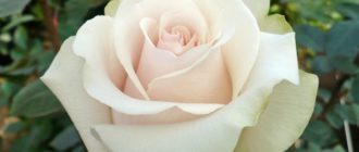 Роза «Амелия»