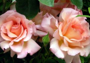 Роза Compession может использоваться не только как украшение сада, но и на срезку.