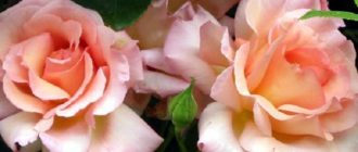 Роза Compession может использоваться не только как украшение сада, но и на срезку.