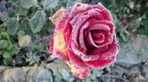Лучшие средства от мучнистой росы на розах (чем опрыскивать)
