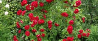 Зимостойкие сорта плетистых роз для различных регионов, цветущие всё лето