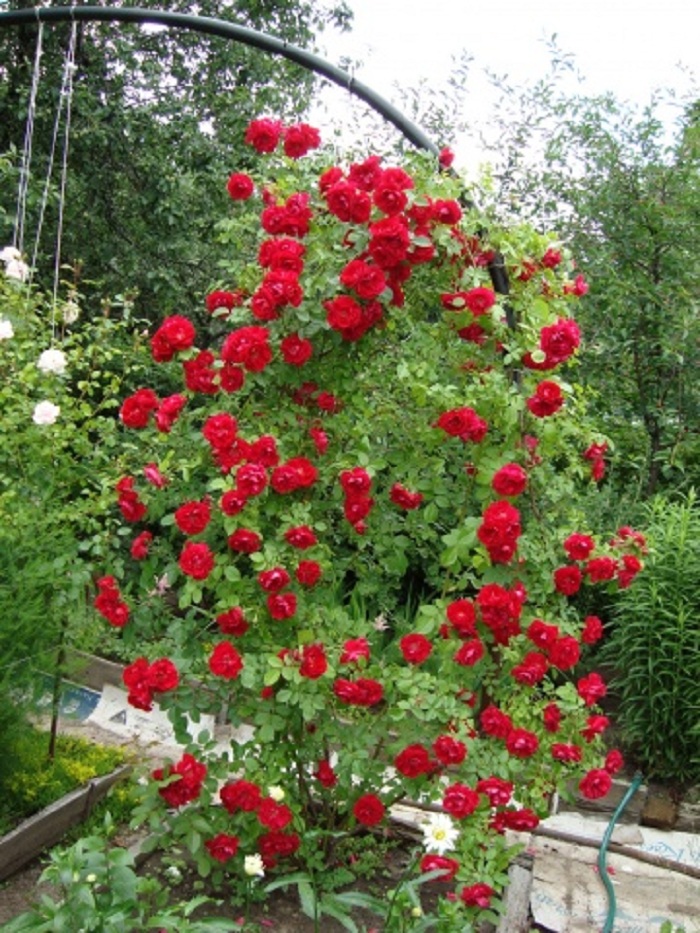 Сорта плетистых роз для подмосковья без укрытия морозоустойчивые с фото и названиями
